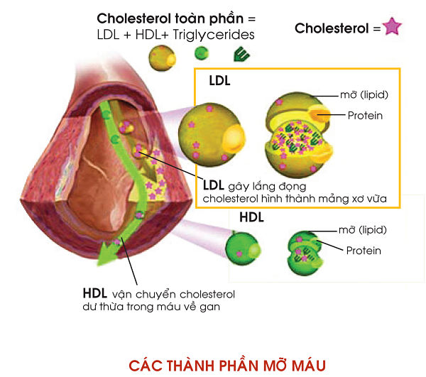 thanh phan cholesterol